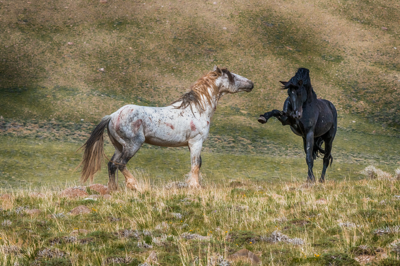 Fight for Protection