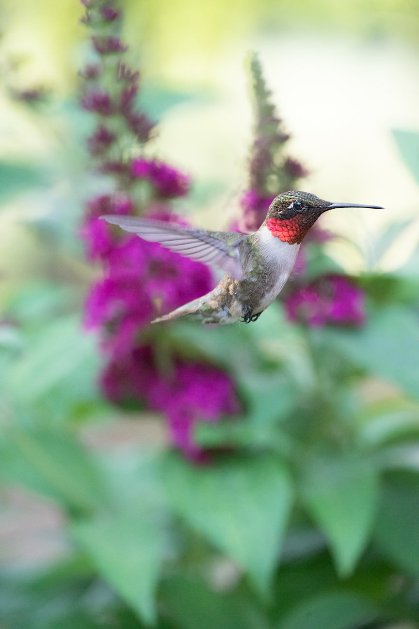 Ruby Throated Hummingbird II