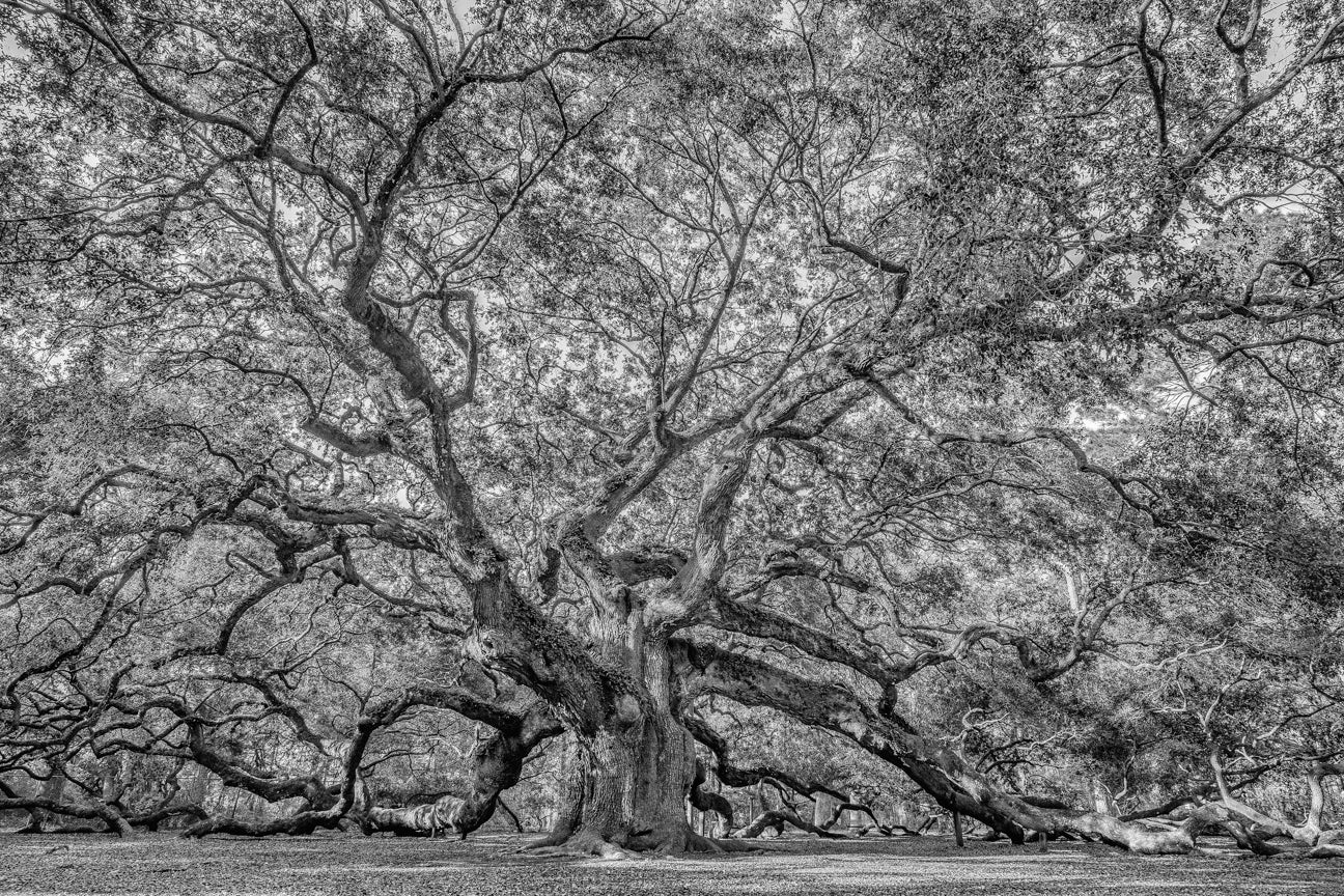 Angel Oak 1