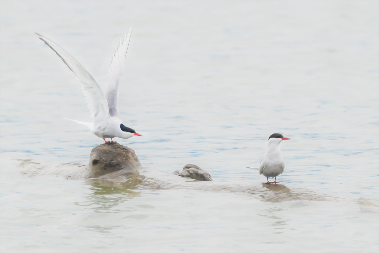 Artic Terns 1