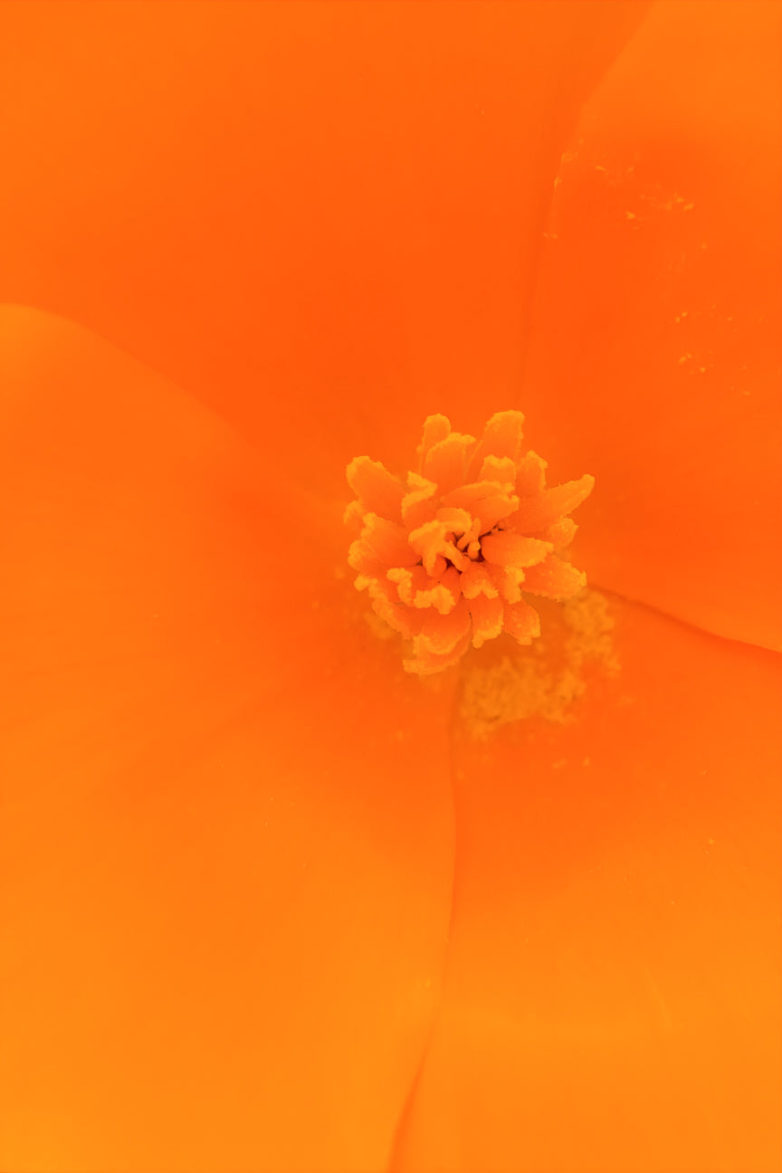 Golden Poppy