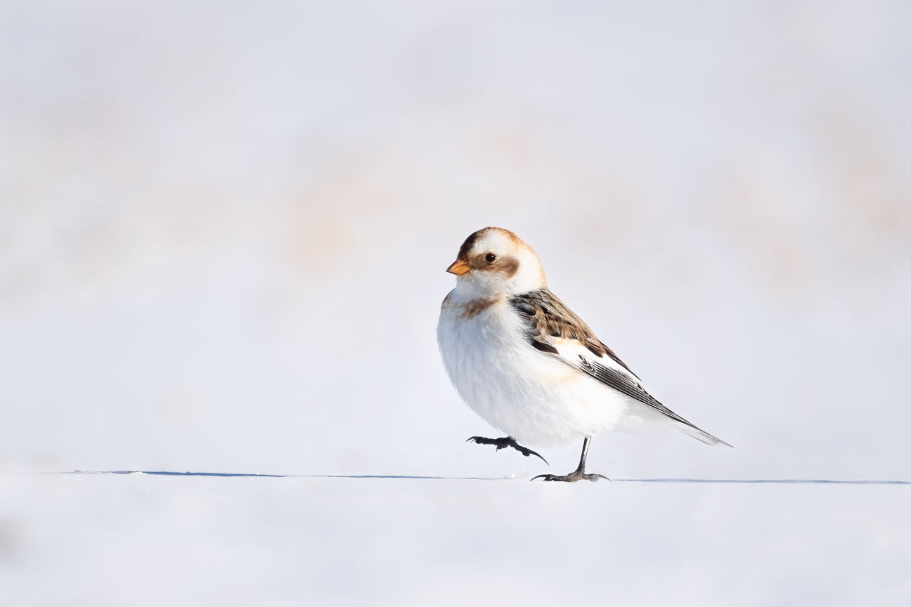 Snow Bunting