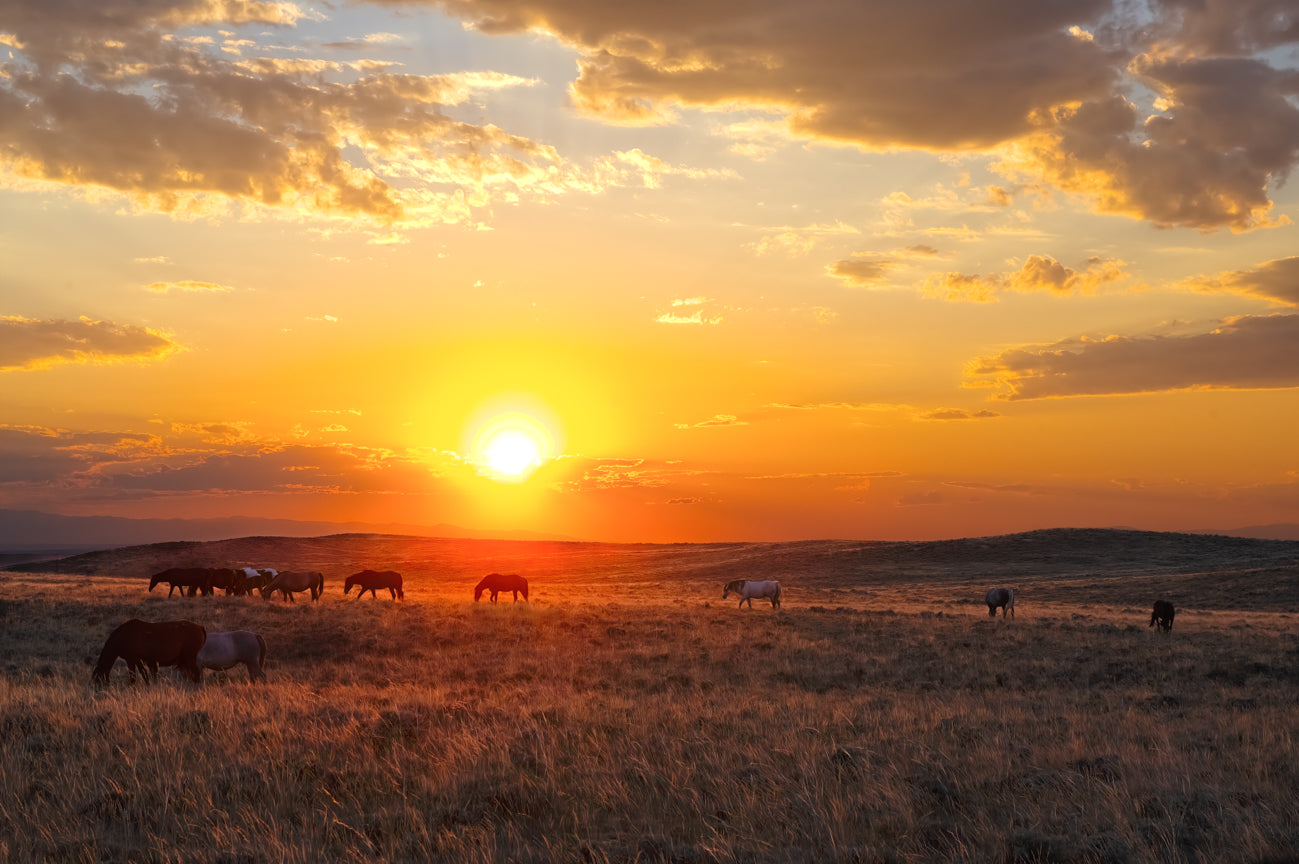 Sunset on Conant Creek II