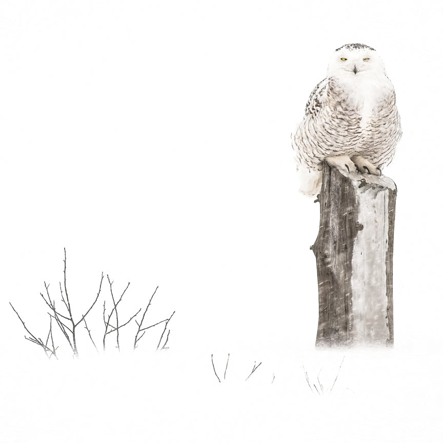 Snowy Owls