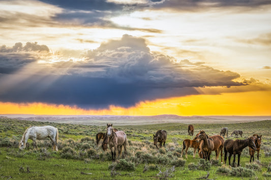 Andy’s Journey with Wyoming’s Wild Horses Amidst Controversy