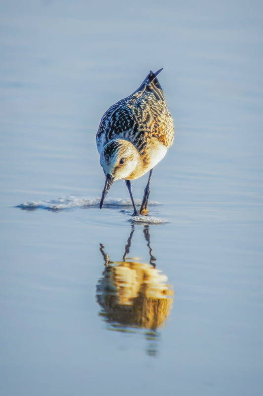 Sandpiper Forage