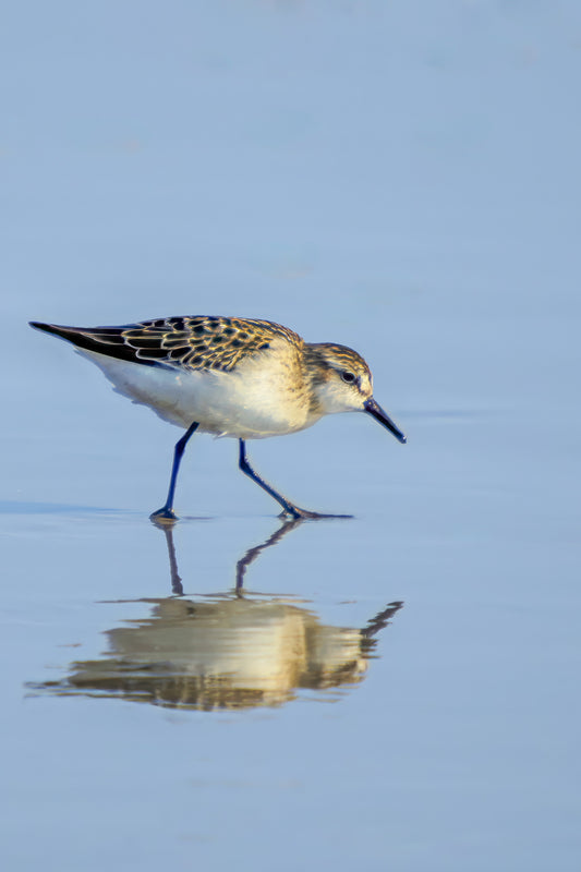 Sandpiper Reflection