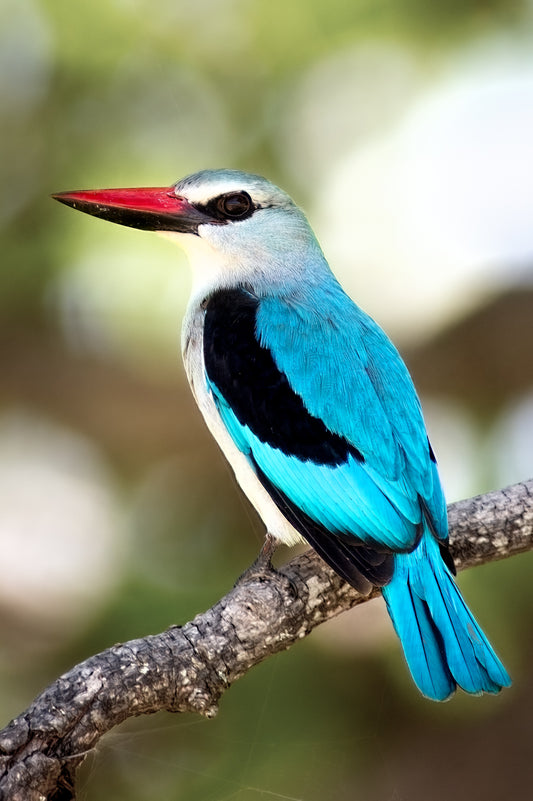 Woodland Kingfisher