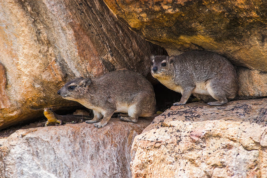 Rock Hyrax