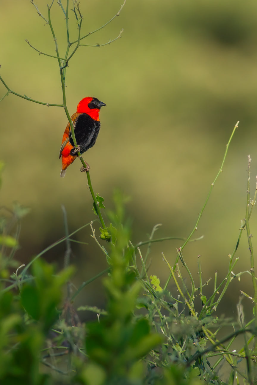 Southern Red Bishop