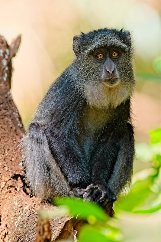 Blue Monkey