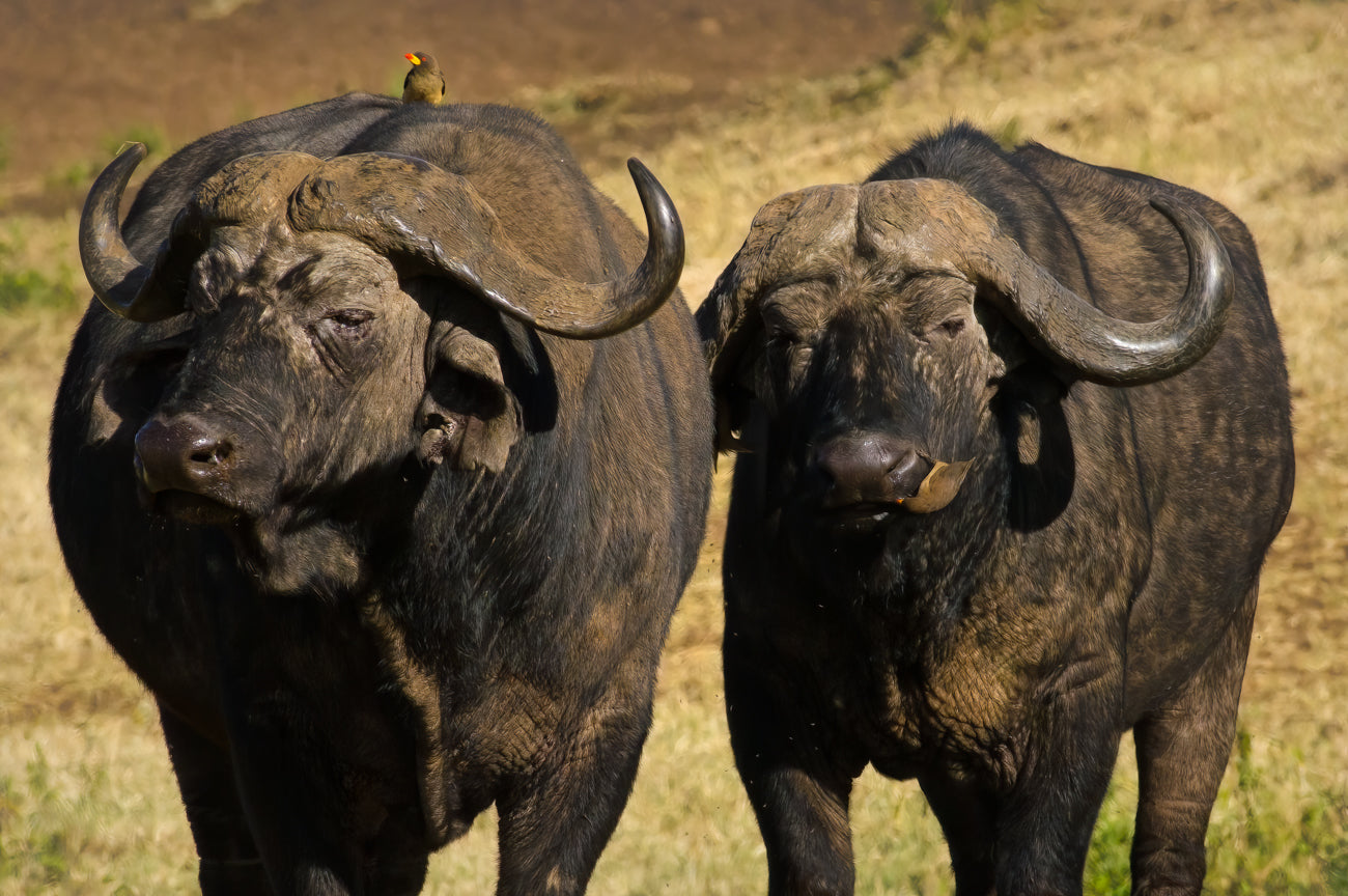 Cape buffalo