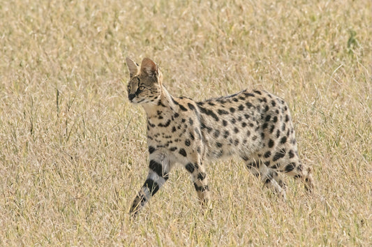 Serval