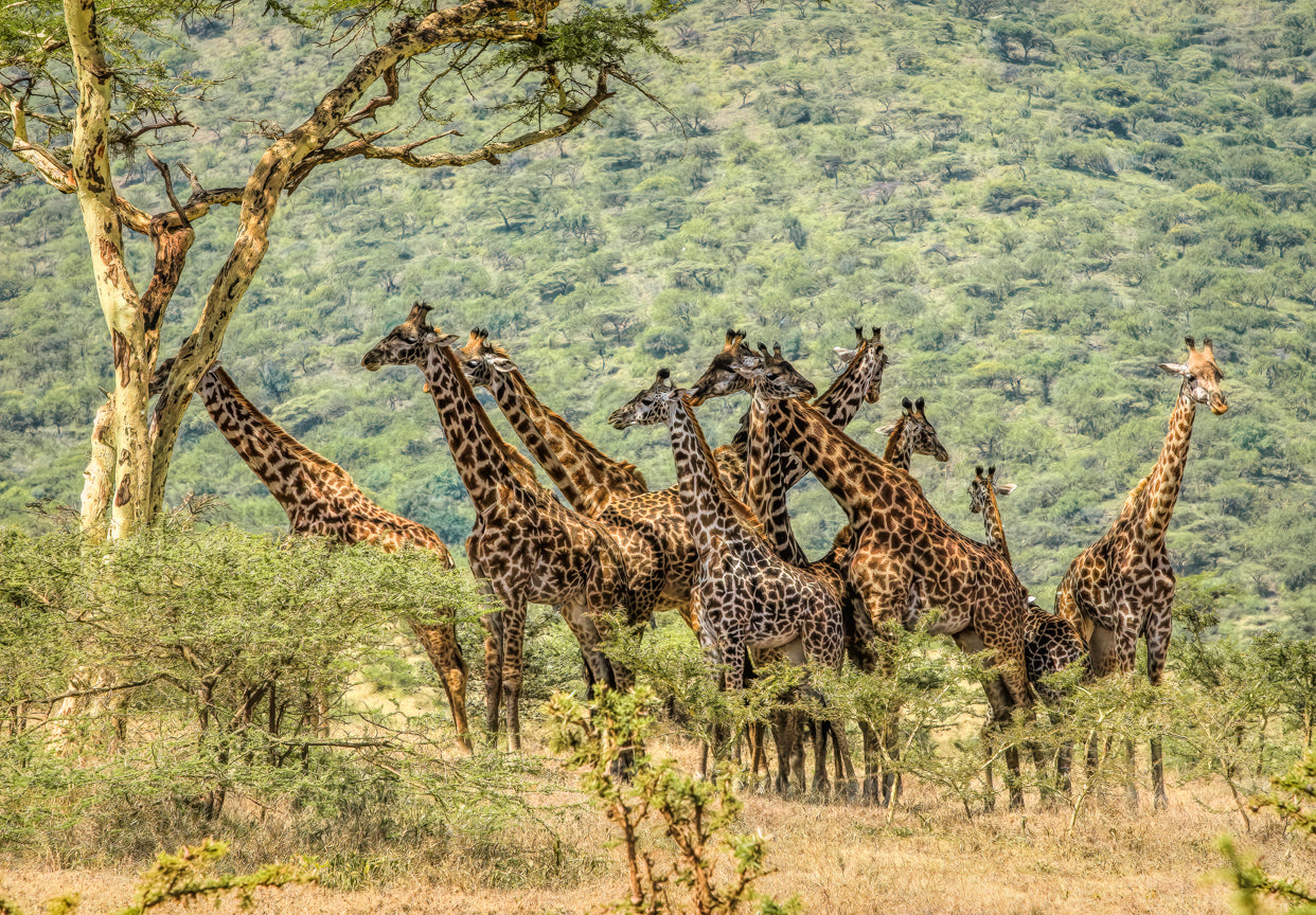 Tower of Giraffes