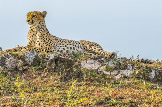 Huntress of the Serengeti II