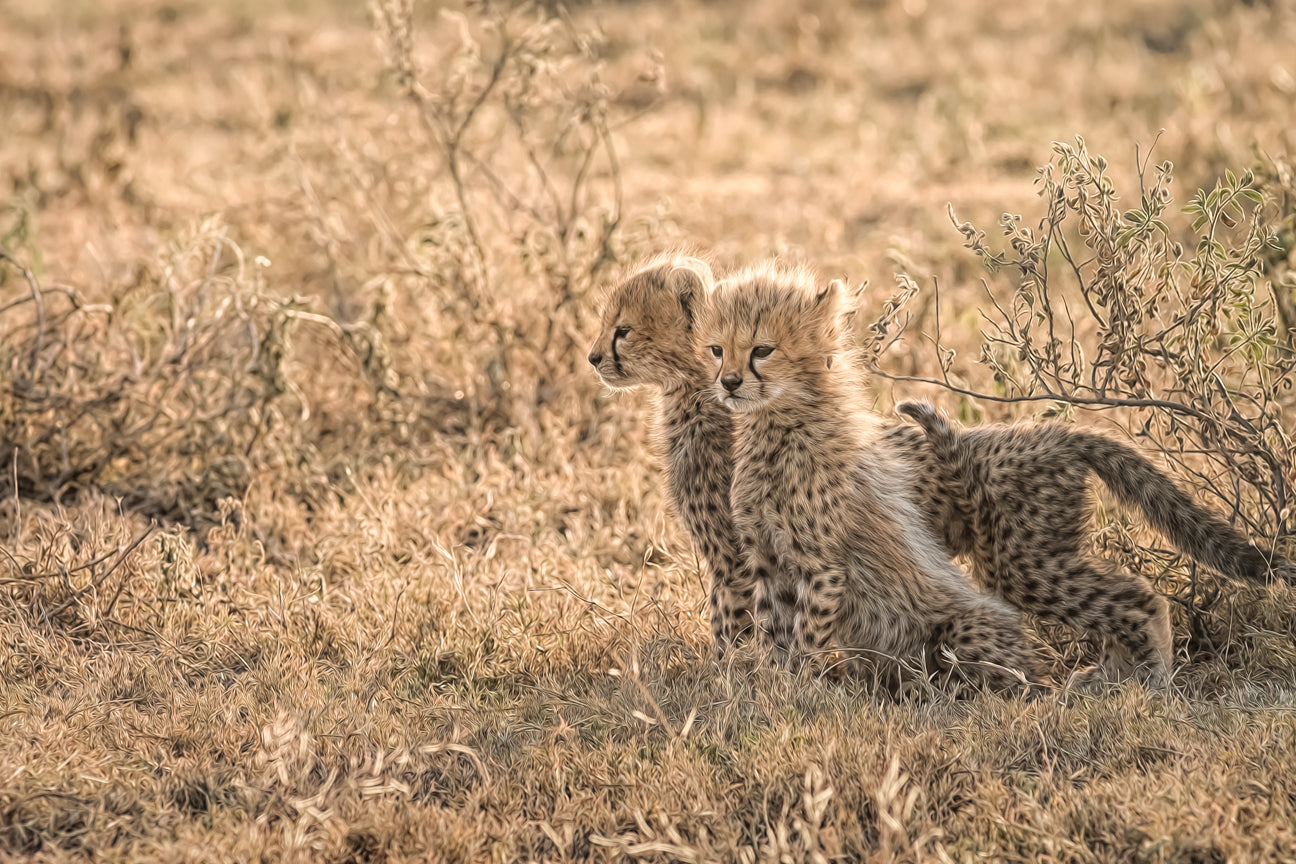 Cheetah Cubs