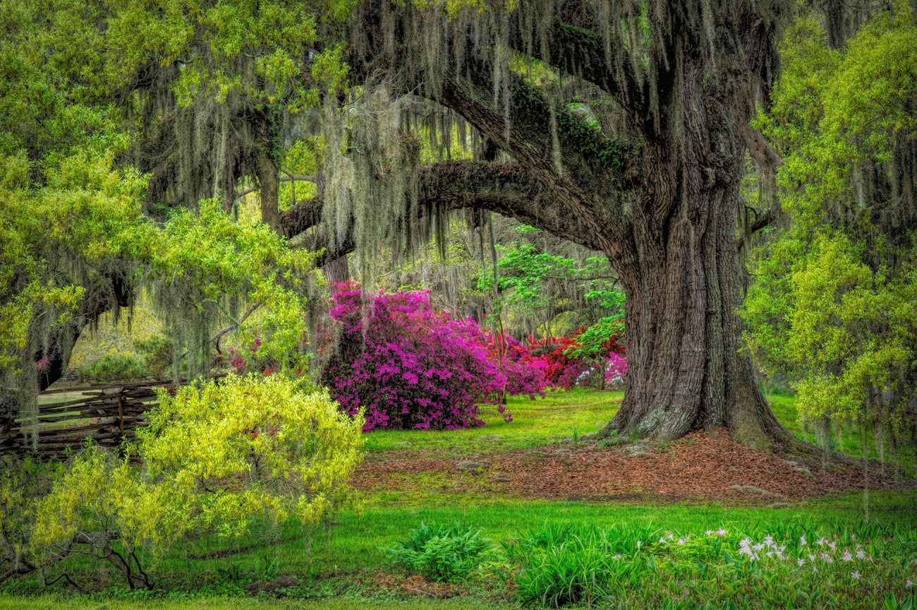 Magnolia Plantation II