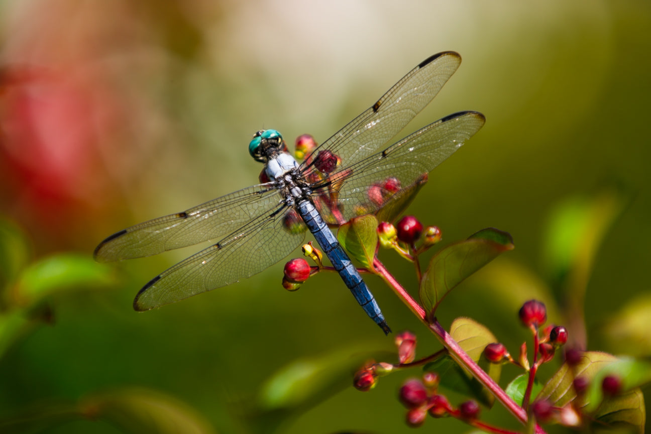 Garden Dragonfly