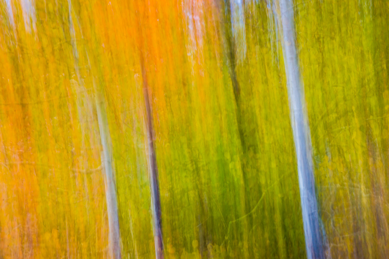 Aspens in Abstract