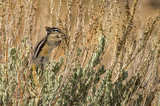 Least Chipmunk II