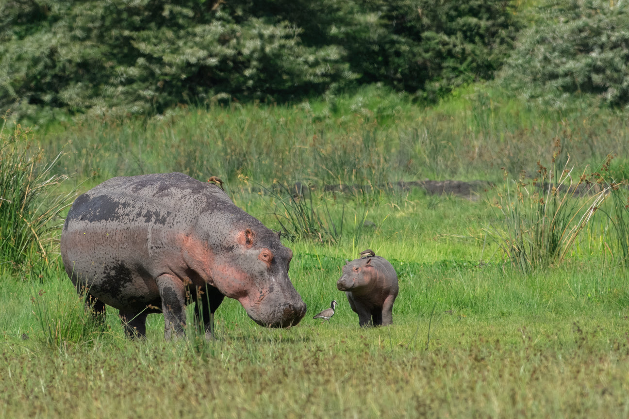 Baby Hippo