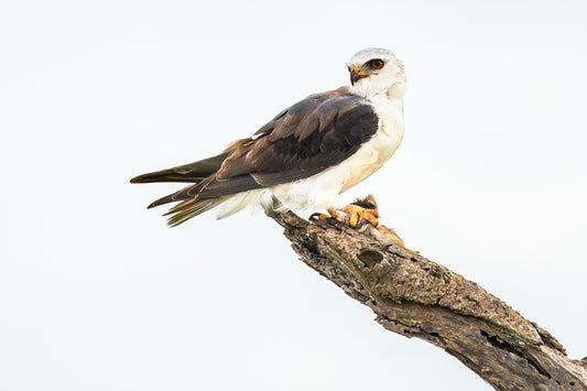 African Pygmy Falcon