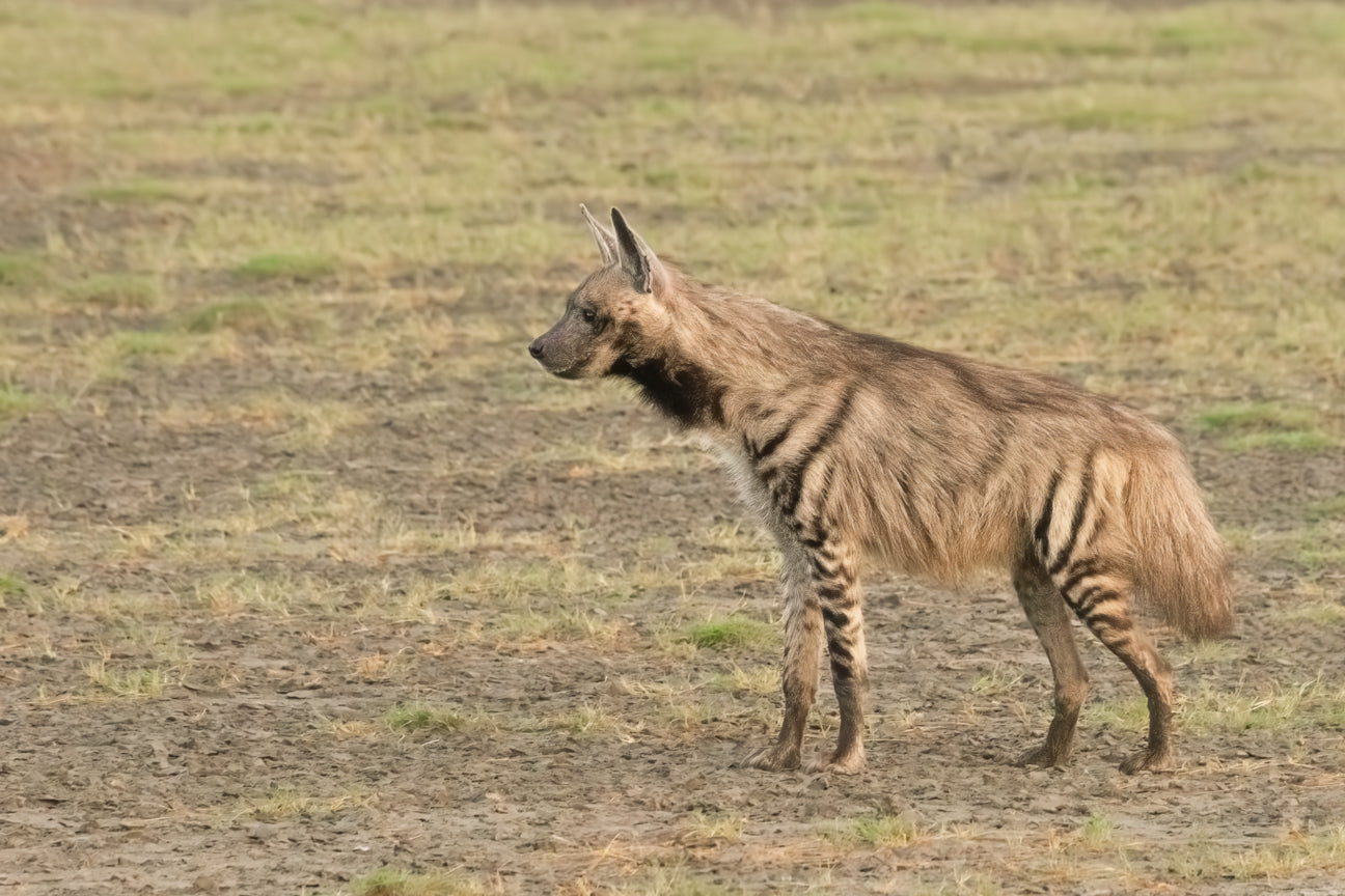 Striped Hyena