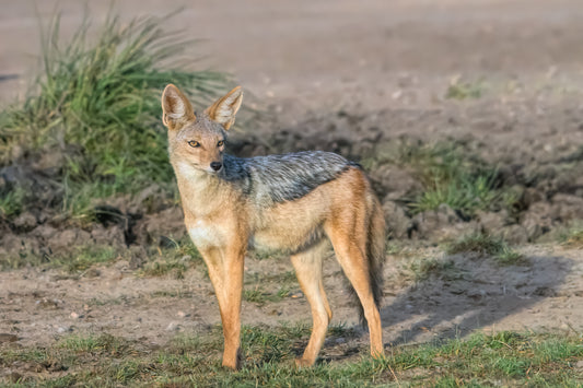 Black-backed Jackal