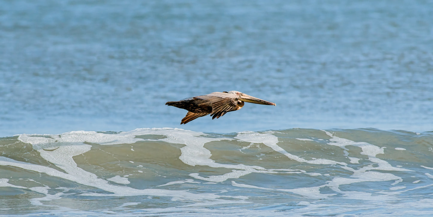 Brown pelican