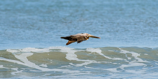 Brown pelican