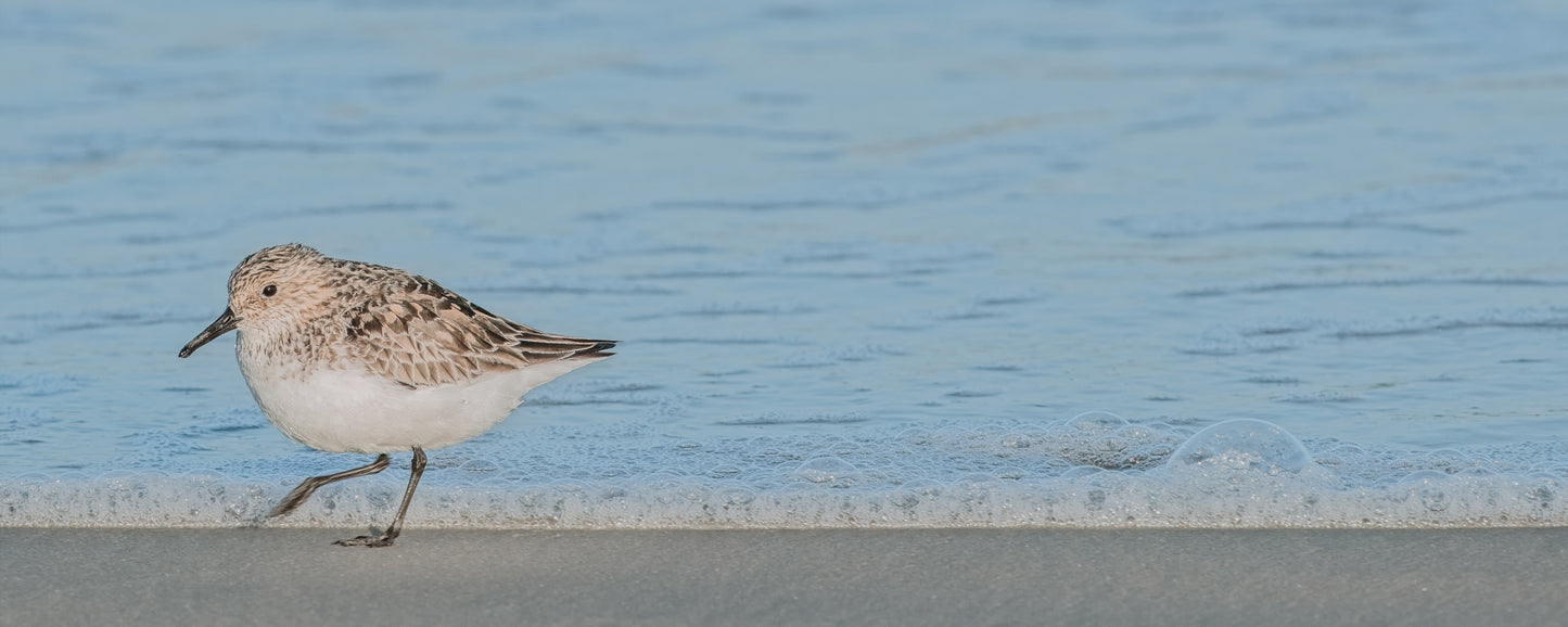 Seaside Stroll: Sandpiper