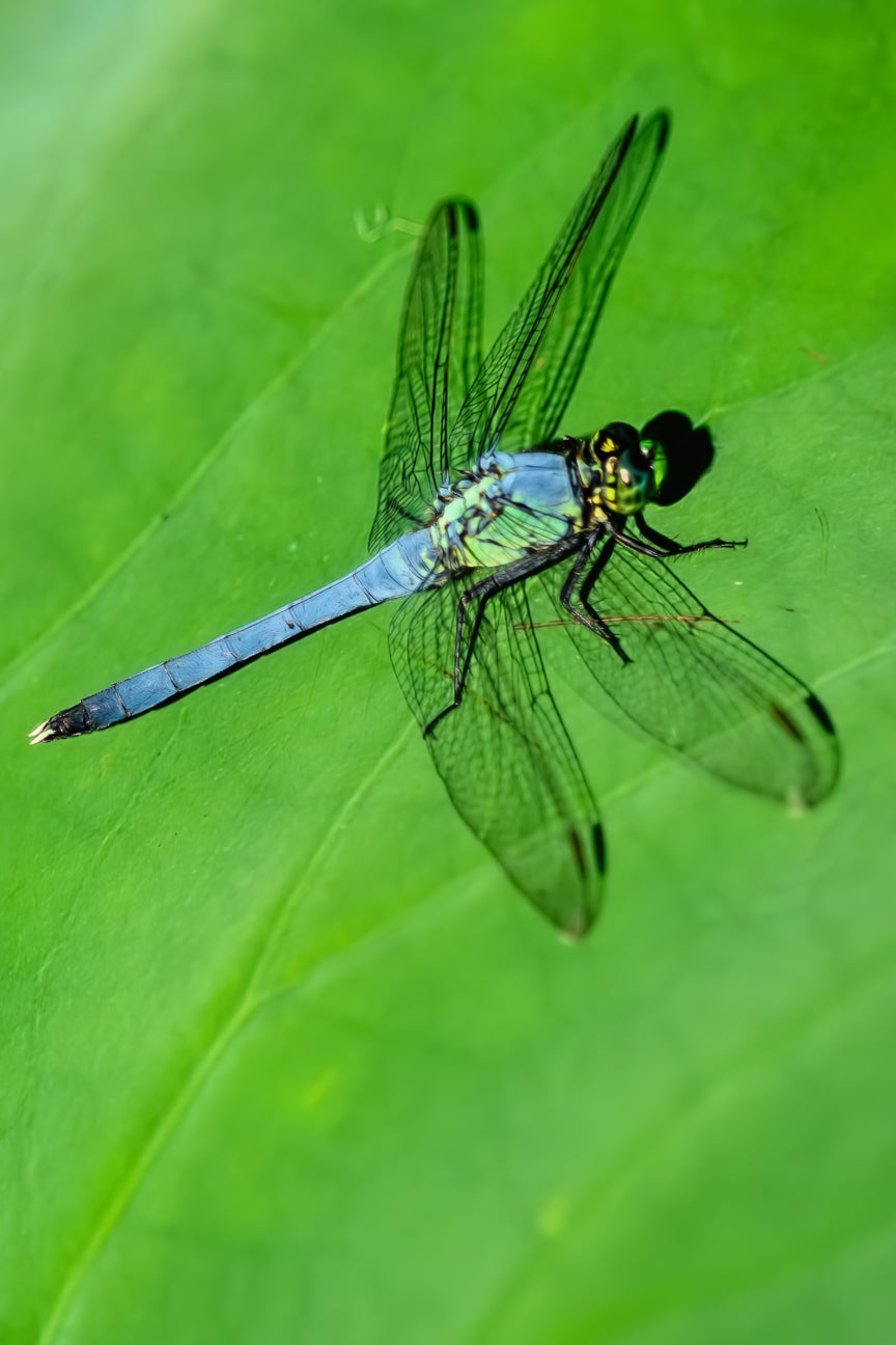 Eastern Pondhawk Dragonfly