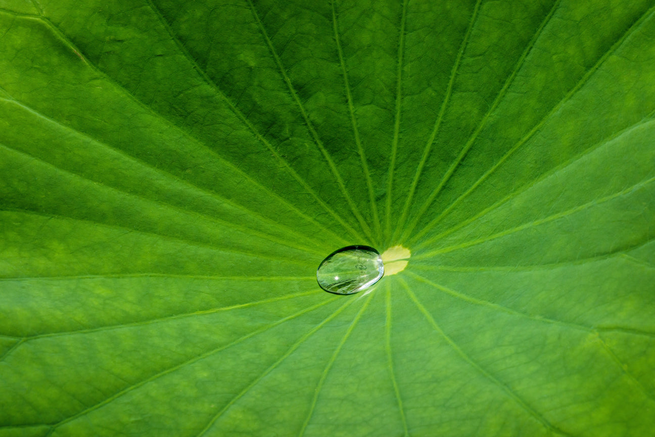 Lotus Leaf