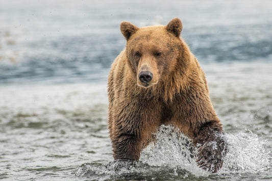 Salmon Fishing