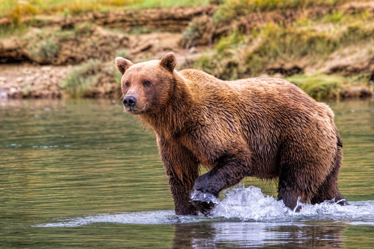 Looking For Salmon