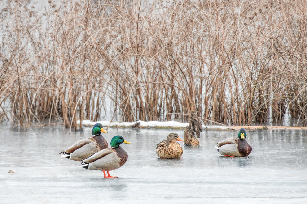 Mallards on Ice