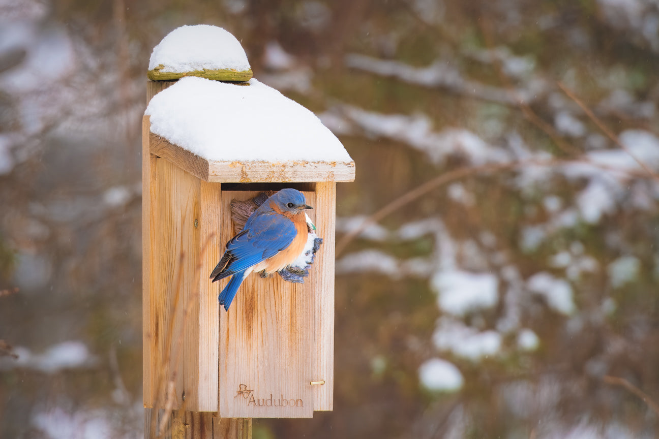 Scouting for a Nest