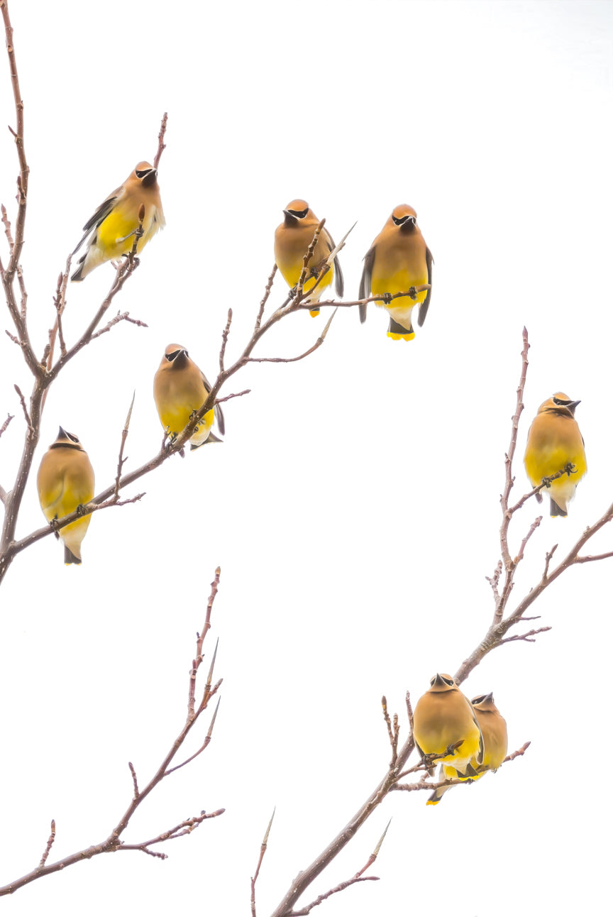 Cedar Waxwings