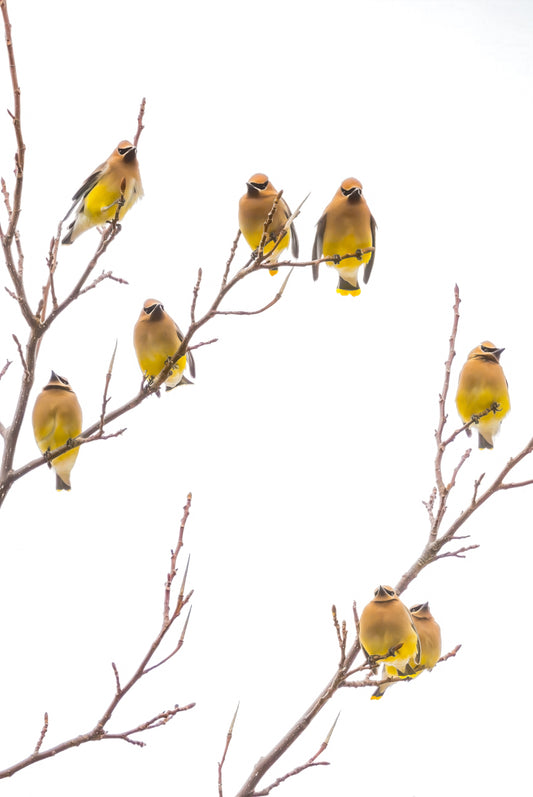 Cedar Waxwings