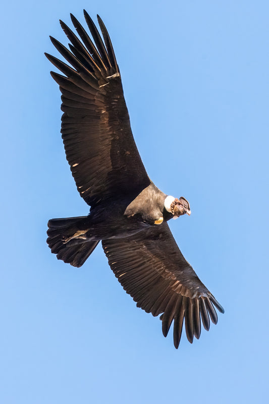 Andean Condor