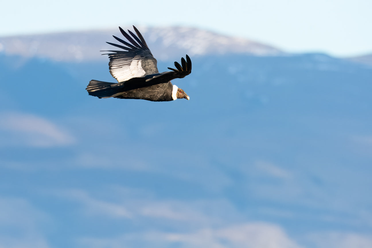 Andean Condor II