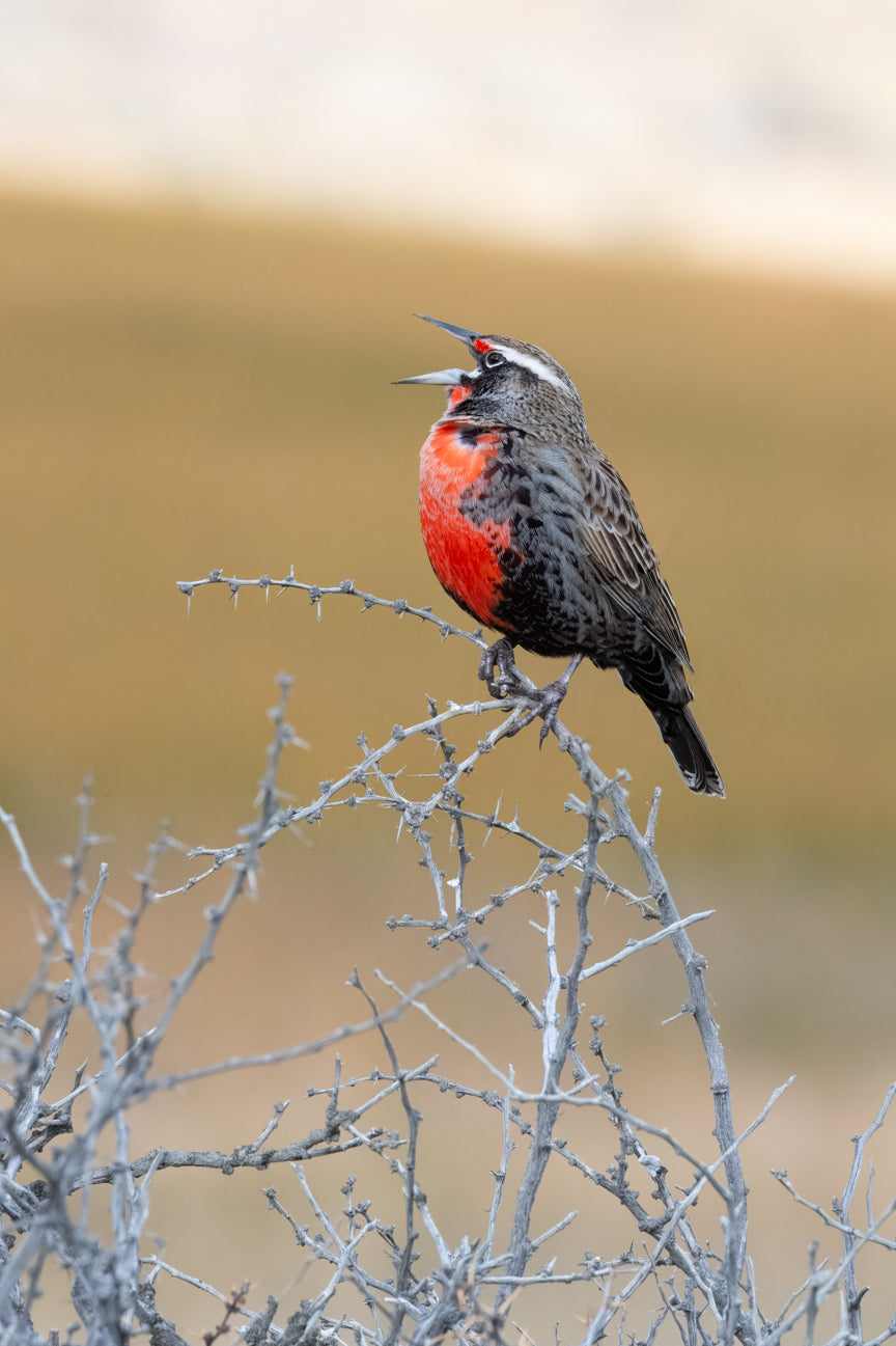 Peruvian Meadowlark