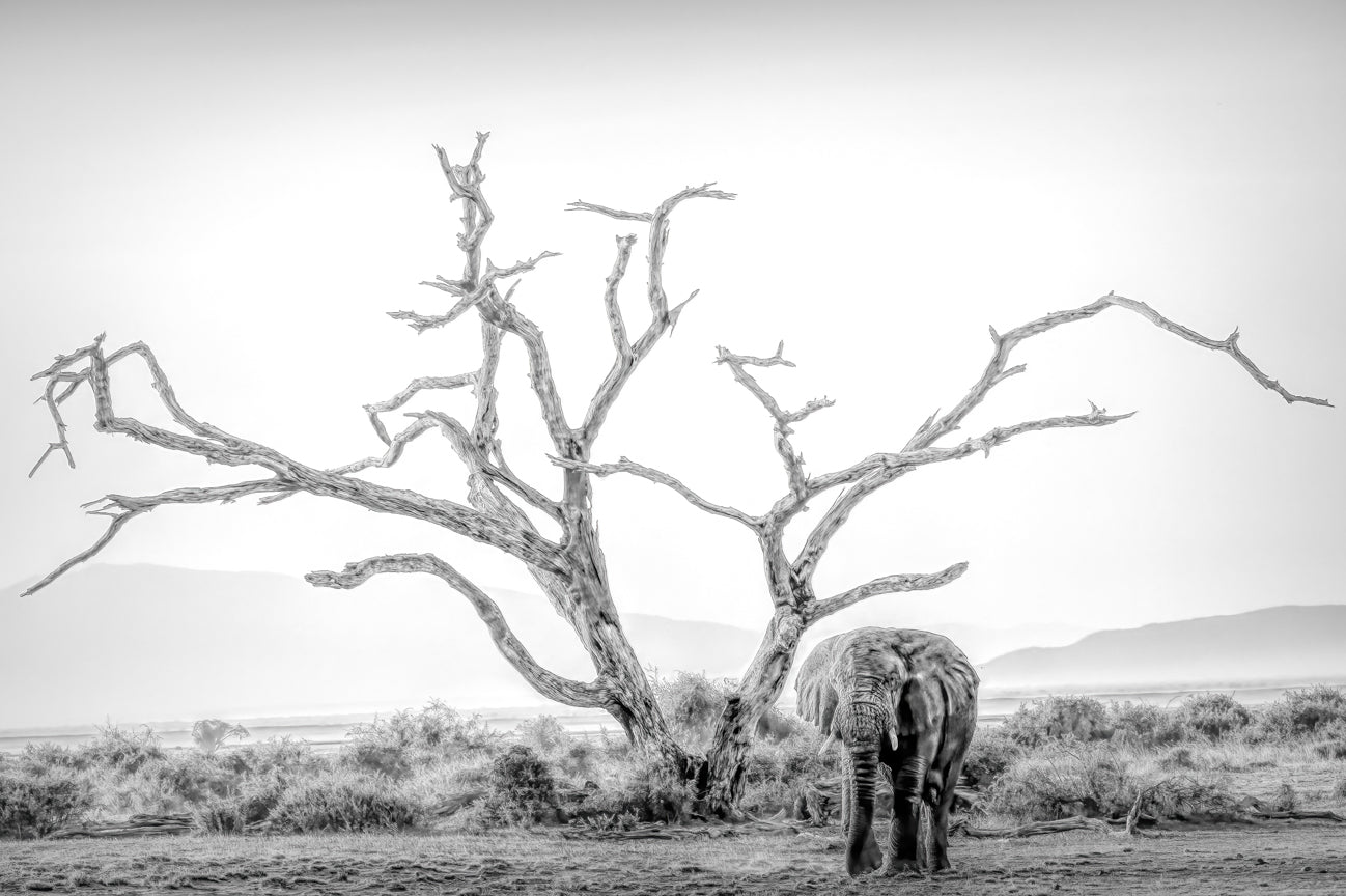 The Old Man and the Tree