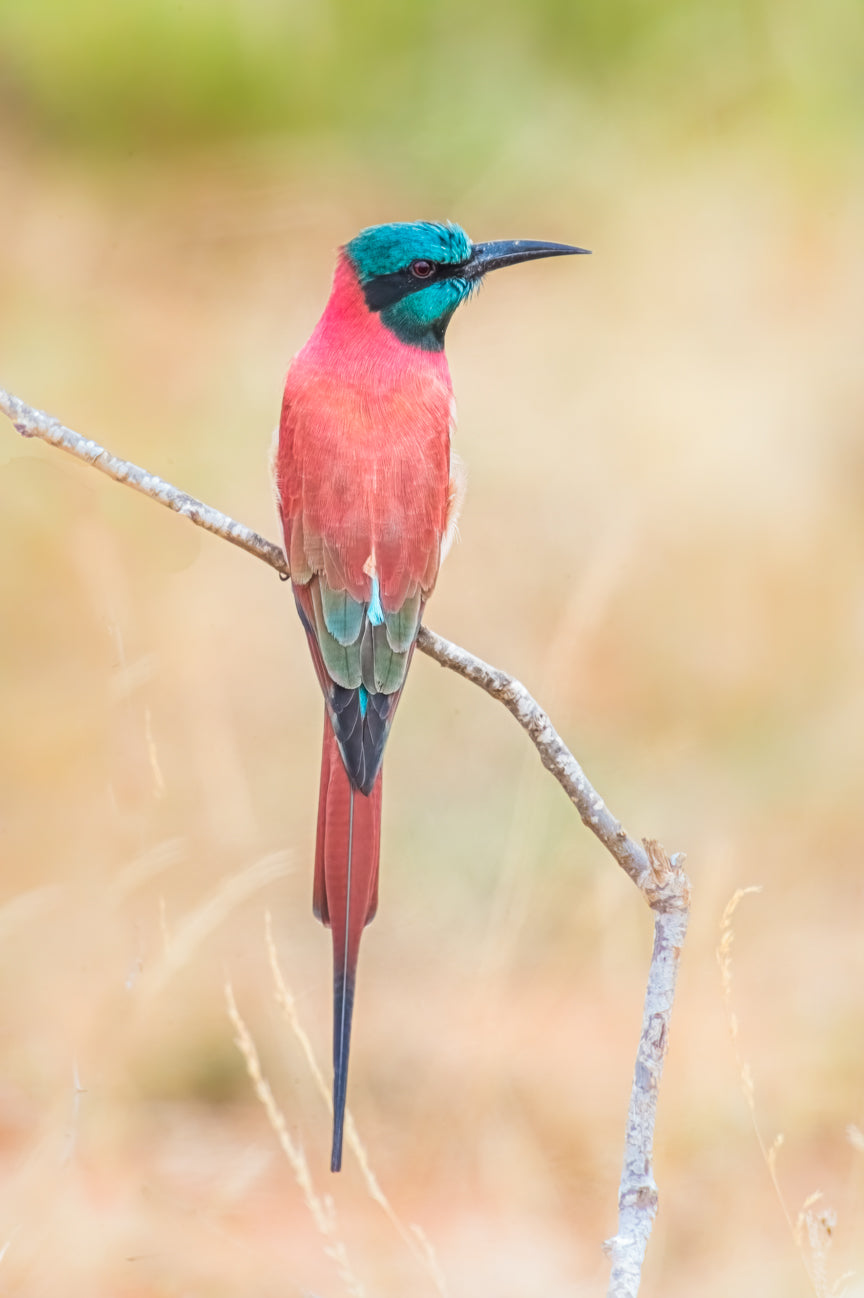 Northern Carmine Bee-eater