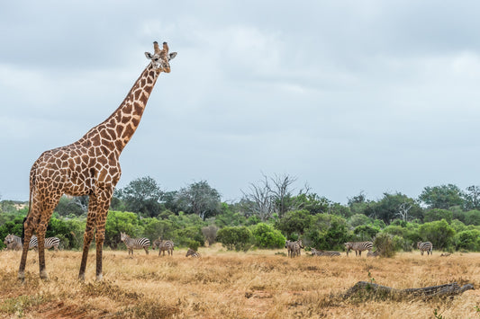 Standing Tall II