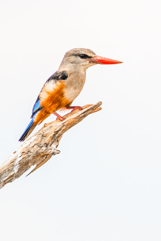 Grey-headed kingfisher