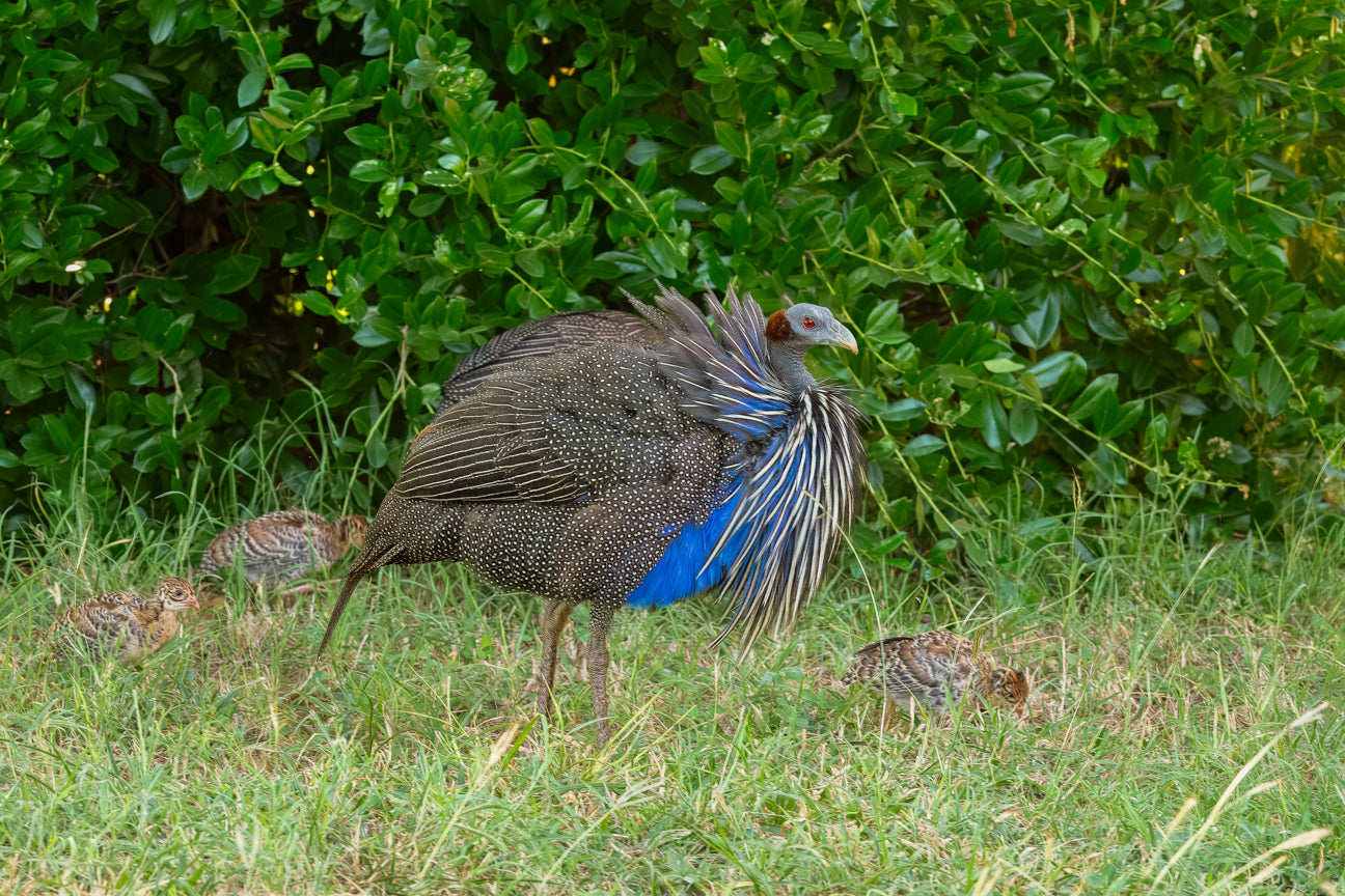 Guinea Hen and Chicks