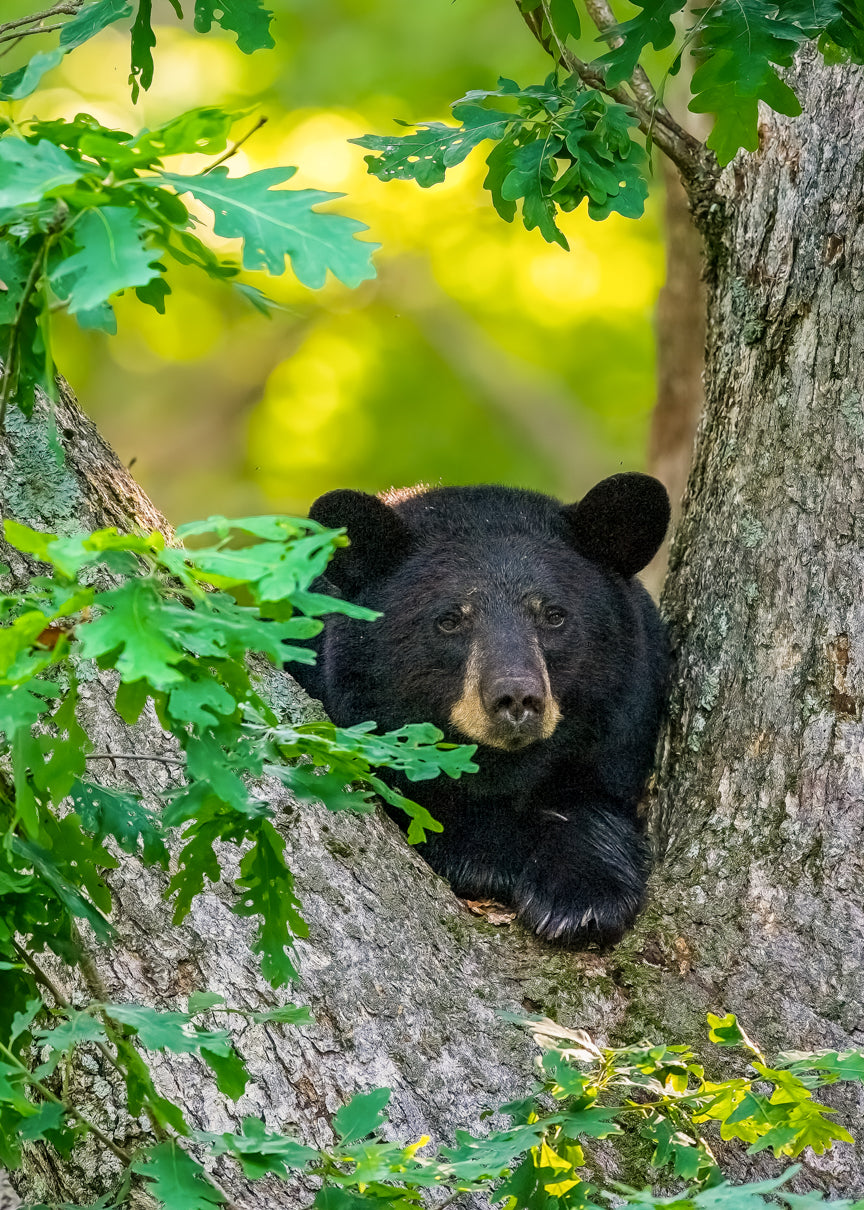 Judah Bear