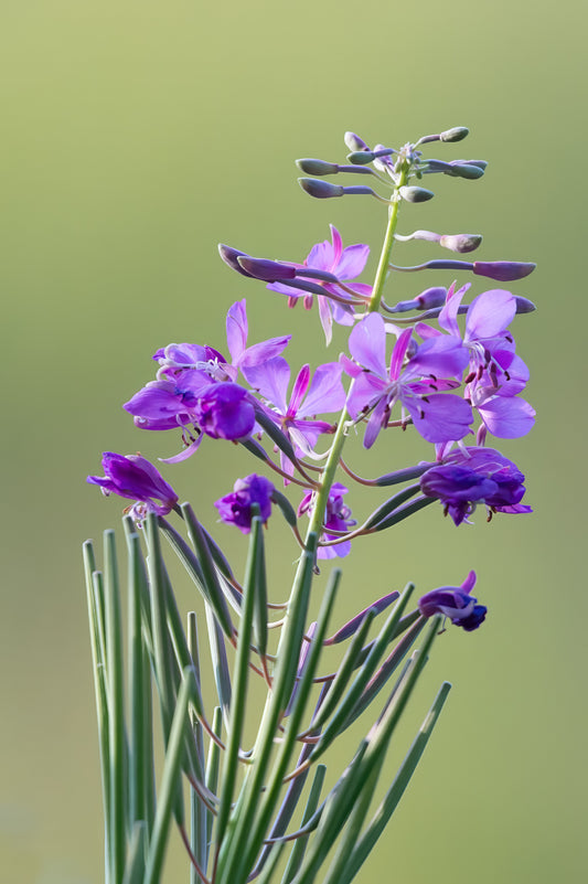 Fireweed