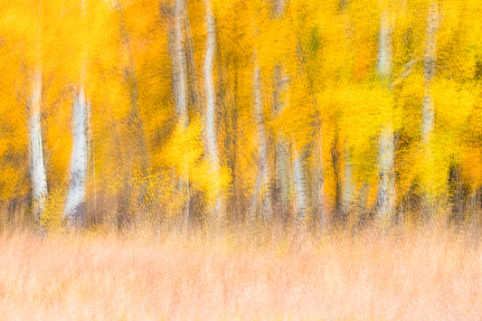 Aspens in Abstract III